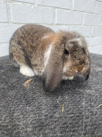 Duitse hangoor konijn, Dieren en Toebehoren, Konijnen, Hangoor