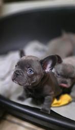 Frans Bulldog teefje Blue Tan, Particulier, Chienne, Belgique, 8 à 15 semaines