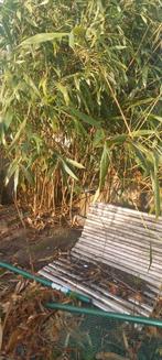 GRATIS BAMBOE, Tuin en Terras, Planten | Struiken en Hagen, Ophalen, Bamboe