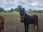 Quarter paard jaarling hengst, Dieren en Toebehoren, Paarden, Gechipt, Minder dan 160 cm, Niet van toepassing, 0 tot 2 jaar