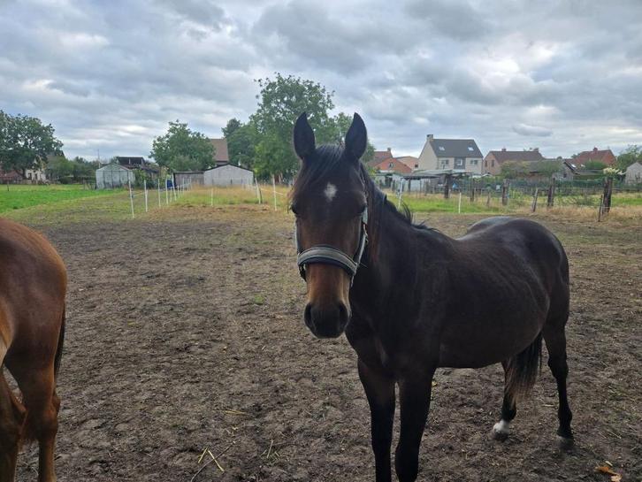Quarter paard jaarling hengst, Dieren en Toebehoren, Paarden, Hengst, Niet van toepassing, Minder dan 160 cm, 0 tot 2 jaar, Westernpaard