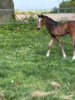 Dressuur hengstenveulen, Dieren en Toebehoren, Paarden, Hengst, Niet van toepassing, Dressuurpaard, 0 tot 2 jaar