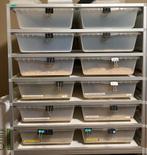 ball pythons + racks en broedkast, Dieren en Toebehoren, Ophalen