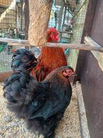 Kippen cochin kriel koppel, Dieren en Toebehoren