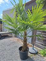 palmboom - trachycarpus fortunei, Tuin en Terras, Planten | Tuinplanten, Volle zon, Vaste plant, Zomer, Ophalen