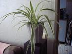 luchtzuiverende Chlorophitum plant., Huis en Inrichting, Kamerplanten, Overige soorten, Minder dan 100 cm, Halfschaduw, In pot