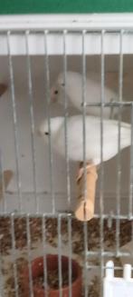 Te koop, Dieren en Toebehoren, Kleurkanarie