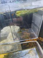 ramirezi, Dieren en Toebehoren, Vis, Zoetwatervis