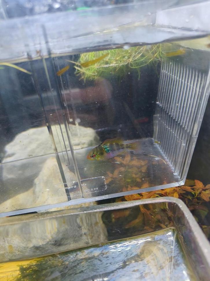 ramirezi, Dieren en Toebehoren, Vissen | Aquariumvissen, Zoetwatervis, Vis