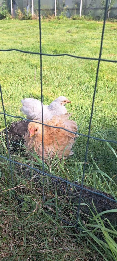 Kippen, Dieren en Toebehoren, Pluimvee