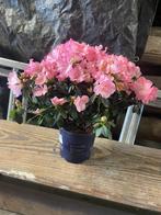 Roze azalea’s, Tuin en Terras, Planten | Tuinplanten, Ophalen of Verzenden