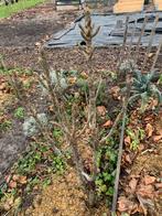 Peer boom, Tuin en Terras, Ophalen, Lente, Volle zon, Perenboom