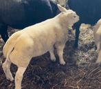 Texel ramlammeren, Dieren en Toebehoren, Schapen, Geiten en Varkens, Mannelijk, Schaap, 0 tot 2 jaar