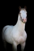 Halve stal aangeboden, Dieren en Toebehoren, Paarden, Hengst