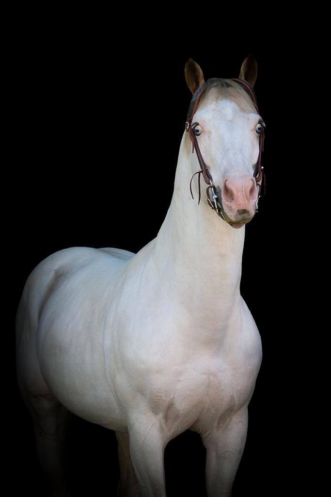 Halve stal aangeboden, Dieren en Toebehoren, Paarden, Hengst