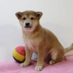 Shiba Inu - Belgisch pups te koop, Dieren en Toebehoren, België, CDV (hondenziekte), 8 tot 15 weken, Meerdere