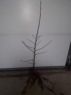 Haagbeuk / Carpinus betulus, Ophalen, Haagbeuk, Haag