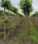 Des arbres audacieux, Jardin & Terrasse, Plantes | Arbres, Enlèvement ou Envoi, Arbre à bulbes
