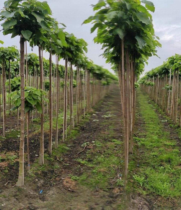 Bol bomen, Tuin en Terras, Planten | Bomen, Bolboom, Ophalen of Verzenden