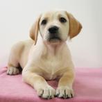 Labrador (Blond) Pups te koop, Dieren en Toebehoren, Honden | Retrievers, Spaniëls en Waterhonden, 15 weken tot 1 jaar, Handelaar