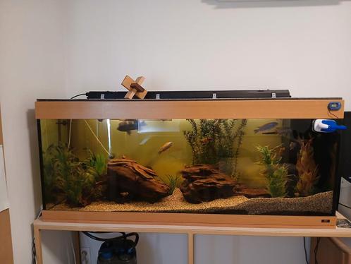 Juwel aquarium, Dieren en Toebehoren, Vissen | Aquaria en Toebehoren, Zo goed als nieuw, Gevuld zoetwateraquarium, Ophalen