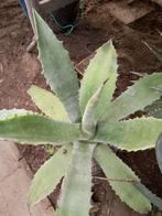 grote agave, Ophalen
