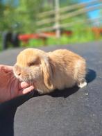 Super lief zuiver minilop konijntje, Mannelijk, Klein, Hangoor, 0 tot 2 jaar
