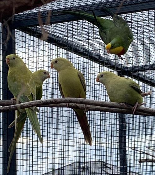 Barraband, Dieren en Toebehoren, Vogels | Parkieten en Papegaaien, Parkiet, Geringd