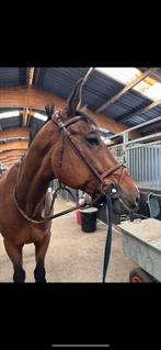 Hoofdstel CWD te koop