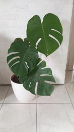 Monstera Deliciosa Kamerplant, Ombre partielle, En pot, Plante verte, Enlèvement