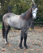 2 j d pony ruin stamboek, Dieren en Toebehoren, Ruin