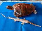 Taxidermie opgezette zeeschildpad  en zaaghaai 60cm, Verzamelen, Ophalen, Zo goed als nieuw