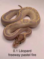 Python Regius, Serpent, 0 à 2 ans