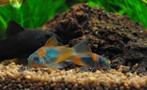 Hobbyaquarium  overzicht vissen/planten/garnalen AANBIEDING, Vis, Zoetwatervis, Schoolvis