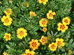 10 zaden Tagetes Naughty Marietta (Afrikaantje, stinkers), Tuin en Terras, Verzenden, Voorjaar, Zaad