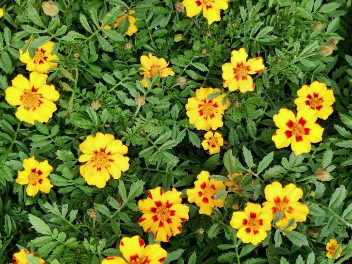 10 zaden Tagetes Naughty Marietta (Afrikaantje, stinkers), Tuin en Terras, Bloembollen en Zaden, Zaad, Voorjaar, Verzenden