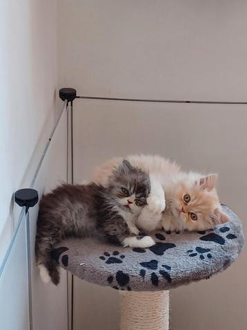 Perzische zwart, witte kattin beschikbaar voor biedingen