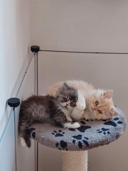 Perzische zwart, witte kattin, Dieren en Toebehoren, Katten en Kittens | Raskatten | Langhaar, Poes, 0 tot 2 jaar, Gechipt, Ontwormd