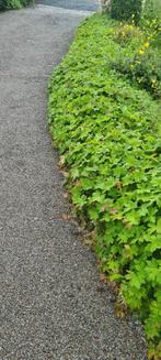 GRATIS: KLEINE FRUITBOMEN - MEERJARIGE GERANIUMS, Tuin en Terras, Planten | Tuinplanten, Ophalen, Bodembedekkers