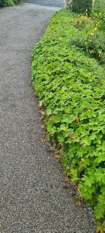 GRATIS: KLEINE FRUITBOMEN - MEERJARIGE GERANIUMS beschikbaar voor biedingen