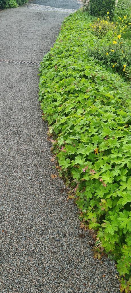 GRATIS: KLEINE FRUITBOMEN - MEERJARIGE GERANIUMS, Tuin en Terras, Planten | Tuinplanten, Bodembedekkers, Ophalen