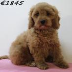 Cockapoo - puppy's te koop, 15 weken tot 1 jaar, Buitenland, CDV (hondenziekte), Meerdere