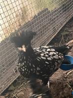 Poules Padoue, Meerdere dieren, Kip
