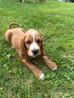 Engelse cocker pup, Dieren en Toebehoren, Honden | Retrievers, Spaniëls en Waterhonden, België, Fokker | Hobbymatig, 8 tot 15 weken