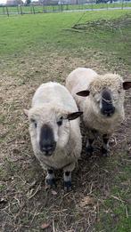 Hampshire down bok te koop of te huur, Dieren en Toebehoren, Schapen, Geiten en Varkens, Mannelijk, Schaap, 0 tot 2 jaar