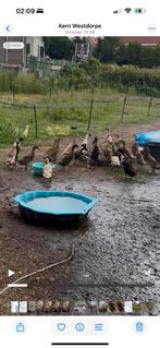 Jonge loopeenden, Dieren en Toebehoren, Pluimvee, Meerdere dieren, Eend