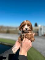 Prachtige cavapoo pups ( cavalier king charles x poedel), Animaux & Accessoires, Chiens | Chihuahuas & Chiens de compagnie, Autres races