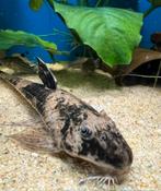 Simillima, Dieren en Toebehoren, Vis, Zoetwatervis