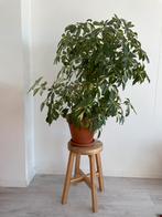 SCHEFFLERA ARBORICOLA, Ophalen, 100 tot 150 cm, Overige soorten, Halfschaduw