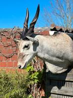 Taxidermie eland antilope Afrikaanse, Ophalen of Verzenden